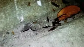 Termites in Flooring and Destroying Wood NJ 732 698 8387