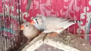 Finch mutation breeder pair | ready to breed 
