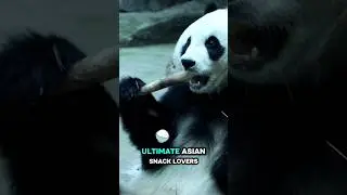 Fun Facts About Pandas 🐼✨