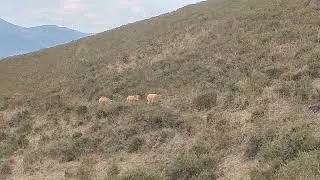 Hoppity recogiendo vacas en La Cueta