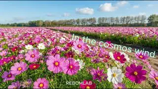flowers that call autumn — “The Autumn of True Love”“고결한 사랑의 계절”