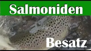 Fischereiverein Weiden - Salmoniden Besatz 2021
