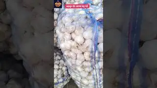 Lahsun ka bhav🧅 garlic rate today 🧄 Mandi news 🗞️ mandi bhav 😘 #shafeeqbarabanki #mandinews #lahsun