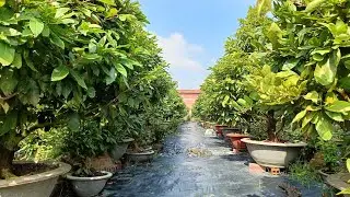 Cách chăm sóc nụ mai zin, chia sẻ kinh nghiệm 0984669091