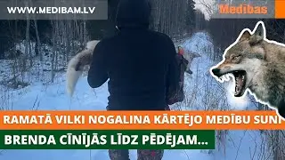 Brenda cīnījās līdz pēdējam. Zaudēja vilku pārspēka dēļ! Ramatā vilki nogalina kārtējo medību suni