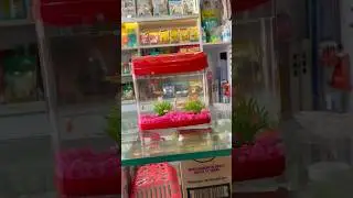 Mini aquarium tank setup zebra fish #fish #aquarium #zebrafish