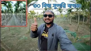 তরুন উদ্যোক্তার ৩০ বিঘা সুপারি বাগান! T Positive