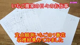 定点観測いちごの一番花、収穫結果みてみました　いちご農家の日々のお仕事　＃１３６６