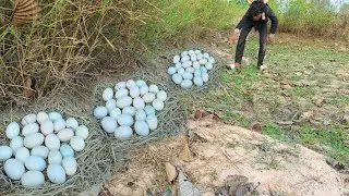 unique fishing! Collect as many eggs as possible on the nest at the best hand-picked field