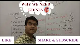 Kidney Function (Hindi)|| Why We Need Kidney|| Urinary System ||NEET MCQ|| GPAT Lecture|| Biology