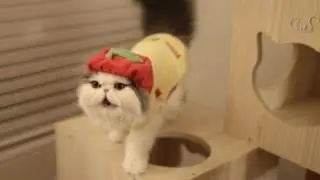 Apple Kitty Keeps the Vets Away