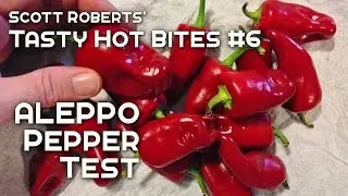 Aleppo Chile Pepper Test - Tasty Hot Bites #6