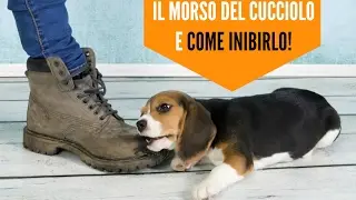 Il morso del cane: perch&eacute; morde e come inibirlo!