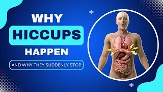Why Hiccups Happen And Why They Suddenly Stop