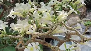 White adenium flower #short.     Video.  🌺🌺🌺