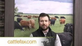 CattleFax Closing Bell: Beef Market Outlook &ndash; March 1, 2024