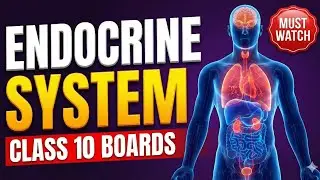 Endocrine System of Human | Class 10 | 11 Biology | NEET | Hormones, Functions, Glands, Disorders