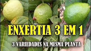 COMO ENXERTAR GOIABA, SER&Aacute; POSS&Iacute;VEL ISSO?