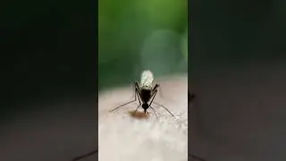 #macrophotography #nature #macro #camera #макро #mosquito