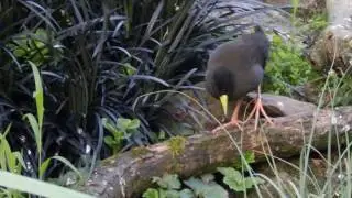 Black crake (Zapornia flavirostra) in aviculture