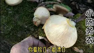 小陈第四天来同一座山，前三天都满筐了，那这次还能满筐么
