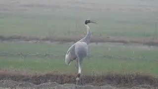 Sarus Cranes Near National Chambal Sanctuary & Yamuna River | Birding in India