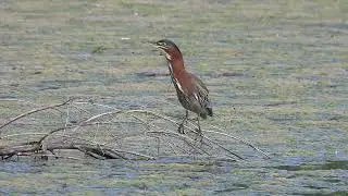Green Heron calling
