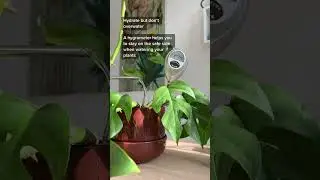 Stop guessing your plants' water needs&mdash;measure them with a hygrometer!