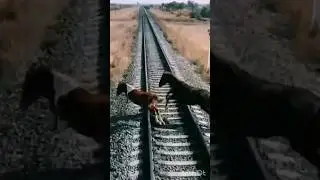 the horses almost stayed under the train