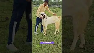 top quality Kota collection at bilal goat's 🔥