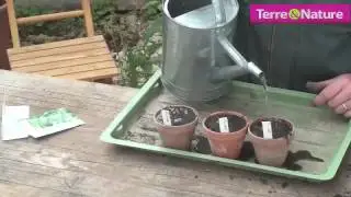 Semez vos cornichon avec Terre&Nature