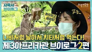 하루하루가 선물같은 제3아프리카관 맹수들! | The wild animals of the 3rd African Pavilion are like a gift every day!