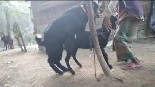Goat  Meeting video দেশি ছাগল প্রজনন পদ্ধতি অজিনাল দেশি ছাগল ভরানো ভিডিও