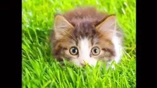 Cat Screamer