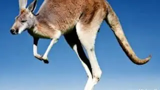 Kangaroo sound effect | animals sound effect