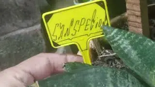 CHALO PLANT NAME TAG PLANT POT MEIN LAGATE HAIN 🪴 