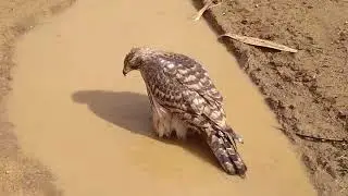 Goshawk.Яструб великий.Тетеревятник.A.g.buteoides.苍鹰