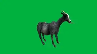 Goat Simulator Goat Swaying & Undulating in Front of a Green Screen