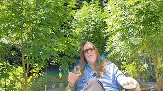 Pre-Transition Outdoor Cannabis Pruning & Defoliation. 2025 Outdoor Backyard Marijuana Garden Update