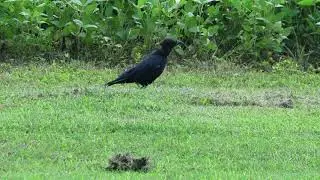 Crow Walk