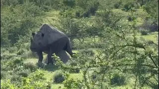 Black Rhinos #rhinoconservation