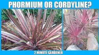 Phormium vs Cordyline