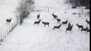Jelenie pokonują ogrodzenie