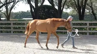ISF Developing Horse: Uma Thurman - 2024 KWPN-NA filly by Cum Laude