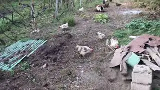 Oua de găină liberă.