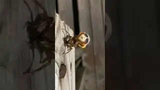 Cicada shedding its skin!