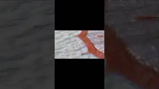#biology #science #biology10th #lifeprocessesclass10 #lifeprocess #viral #viralvideo #viralshorts