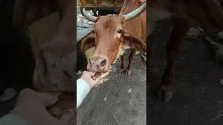 Feeding Holy Cow 😱🙏 | Must Watch !!