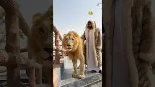 Luxurious life of Humaid Albuqaish with his lion 🦁 #lion #shorts
