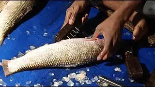 USA Fish cutting skills nice job